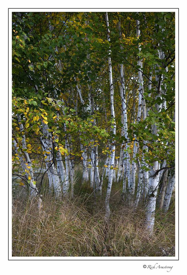 Birch trees 1.jpg